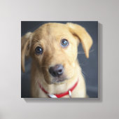 Fox Red Labrador Puppy Canvas Afdruk (Voorkant)