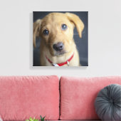 Fox Red Labrador Puppy Canvas Afdruk (Insitu (Woonkamer))