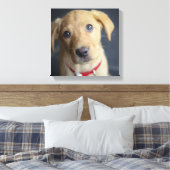 Fox Red Labrador Puppy Canvas Afdruk (Insitu (Slaapkamer))