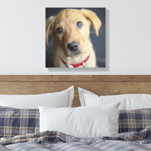 Fox Red Labrador Puppy Canvas Afdruk (Insitu (Slaapkamer))