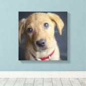Fox Red Labrador Puppy Canvas Afdruk (Insitu (Houten vloer))