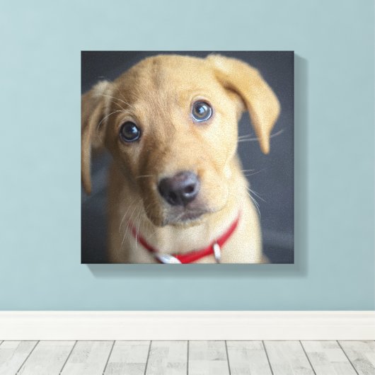Fox Red Labrador Puppy Canvas Afdruk (Insitu (Houten vloer))