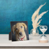 Fox Red Labrador Puppy Fotoplaat (Insitu)