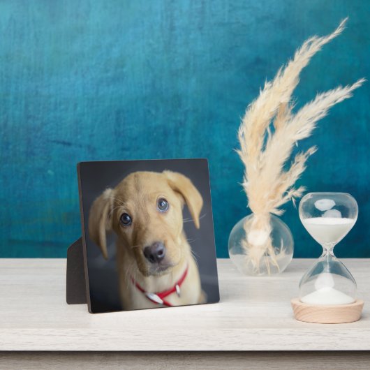 Fox Red Labrador Puppy Fotoplaat (Insitu)