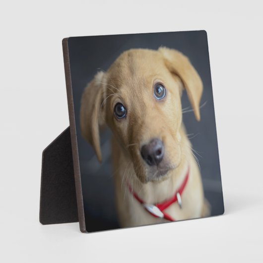 Fox Red Labrador Puppy Fotoplaat (Voorkant)