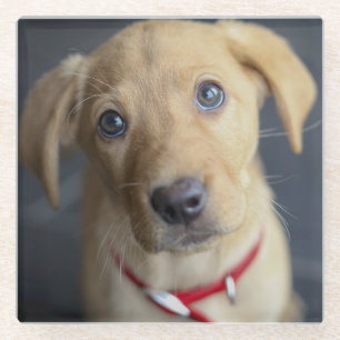 Fox Red Labrador Puppy Glazen Onderzetter