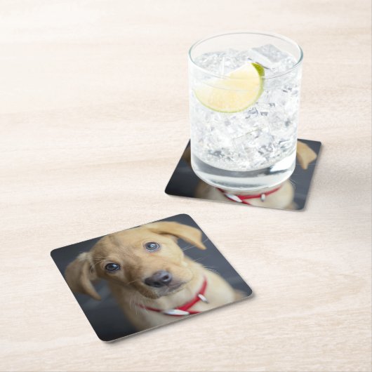 Fox Red Labrador Puppy Kartonnen Onderzetters (Insitu)