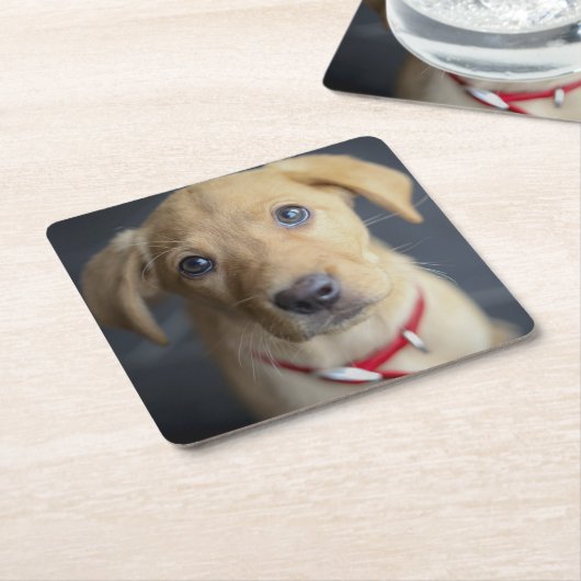 Fox Red Labrador Puppy Kartonnen Onderzetters (Schuin)