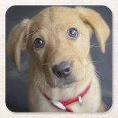 Fox Red Labrador Puppy Kartonnen Onderzetters (Voorkant)