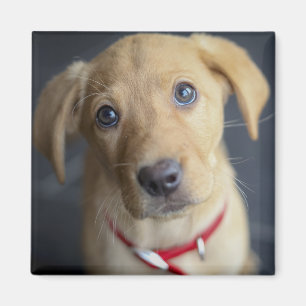 Fox Red Labrador Puppy Magneet
