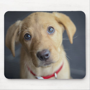 Fox Red Labrador Puppy Muismat