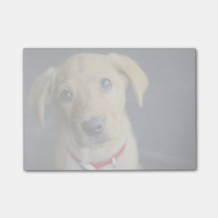 Fox Red Labrador Puppy Post-it® Notes