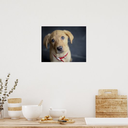 Fox Red Labrador Puppy Poster (Keuken)