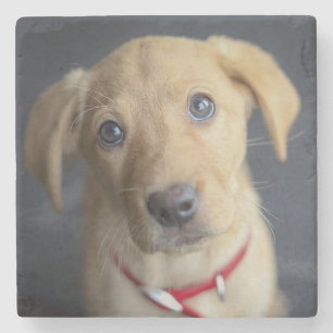 Fox Red Labrador Puppy Stenen Onderzetter
