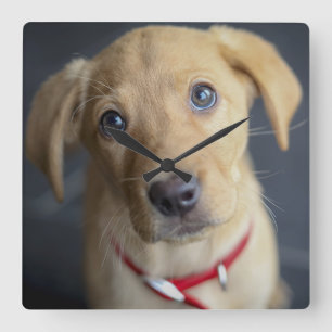 Fox Red Labrador Puppy Vierkante Klok