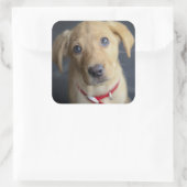 Fox Red Labrador Puppy Vierkante Sticker (Tas)