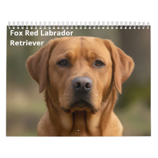 Fox Red Labrador Retriever 2027 Muurkalender Kalender