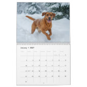 Fox Red Labrador Retriever 2027 Muurkalender Kalender (Jan 2027)