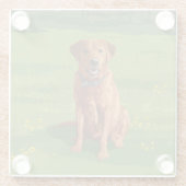Fox Red Yellow Labrador Retriever Dog Glazen Onderzetter (Achterkant)