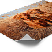 Fox rode labrador retrievers poster (Hoek)