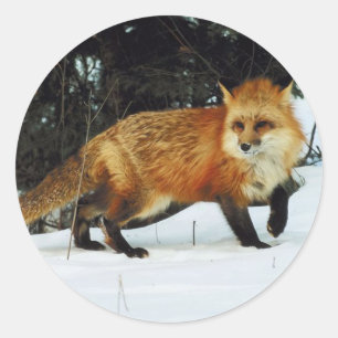 Fox Ronde Sticker