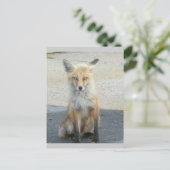 Fox "Scooter" IBSP-Briefkaart Briefkaart (Staand voorkant)