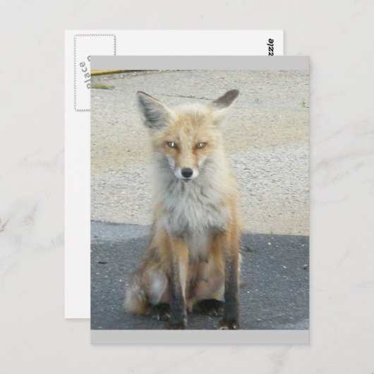 Fox "Scooter" IBSP-Briefkaart Briefkaart (Voorkant / Achterkant)