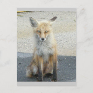 Fox "Scooter" IBSP-Briefkaart Briefkaart