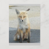 Fox "Scooter" IBSP-Briefkaart Briefkaart (Voorkant)