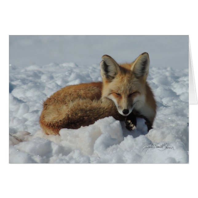 Fox slaapt in sneeuw (Voorkant Horizontaal)