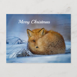 Fox Sneeuwfotokerst Briefkaart