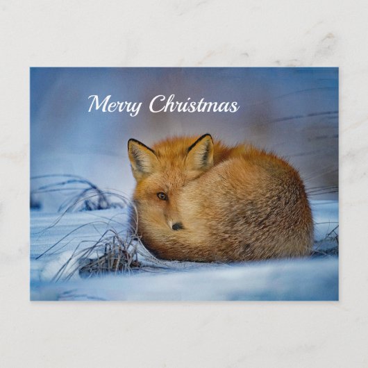 Fox Sneeuwfotokerst Briefkaart (Voorkant)
