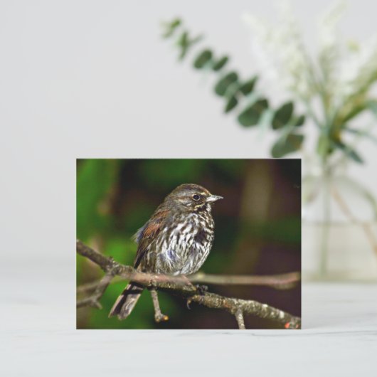Fox Sparrow Briefkaart (Staand voorkant)