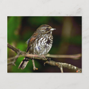 Fox Sparrow Briefkaart