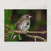 Fox Sparrow Briefkaart (Voorkant)