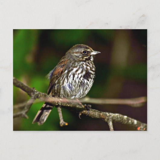 Fox Sparrow Briefkaart (Voorkant)