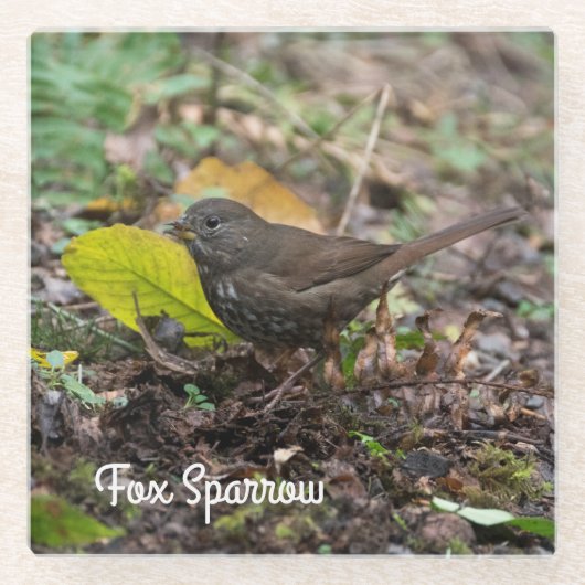 Fox Sparrow Glazen Onderzetter (Voorkant)
