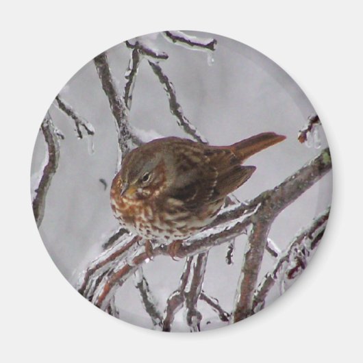 Fox Sparrow Magneet (Voorkant)