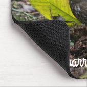 Fox Sparrow Muismat (Hoek)