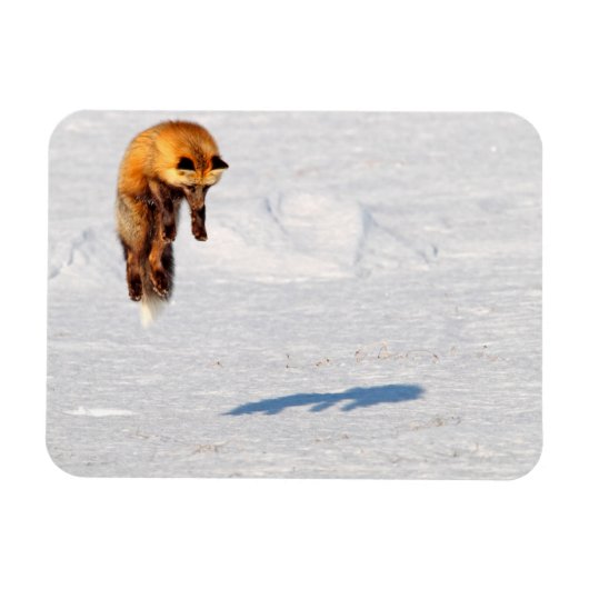 Fox Sprong | Yukon, Canada Magneet (Horizontaal)