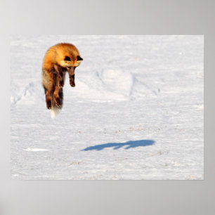 Fox Sprong   Yukon, Canada Poster