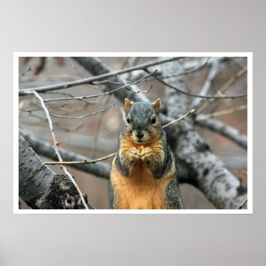 Fox Squirrel in Boom Eating Walnut Poster (Voorkant)