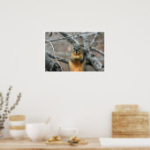 Fox Squirrel in Boom Eating Walnut Poster (Keuken)