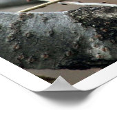 Fox Squirrel in Boom Eating Walnut Poster (Hoek)