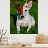Fox Terrier Dog. Poster (Keuken)