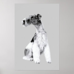 Fox Terrier Drawing Poster