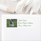 Fox Terrier Etiket (Insitu)