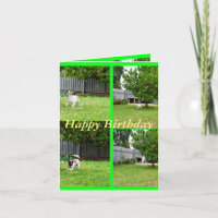 Fox Terrier, fotocollage, Small Birthday Kaart