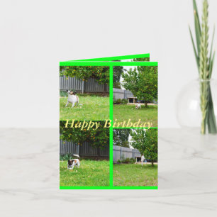 Fox Terrier, fotocollage, Small Birthday Kaart
