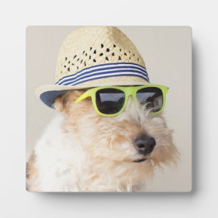 Fox Terrier Fotoplaat